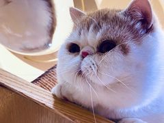 -滚猫咖啡·猫咖·猫友好撸猫(未来城店)