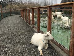 -前小桔亲子创意农场·草莓采摘·露营烧烤