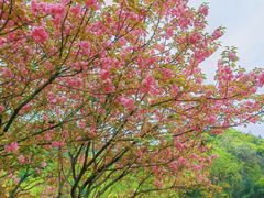 -桃花岭景区
