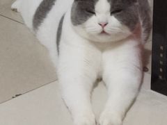 -屋虎猫馆(宝安大仟里店)