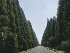 -黄海国家森林公园