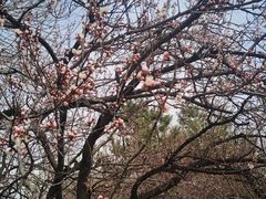 -洛阳市隋唐城遗址植物园