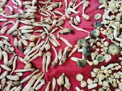 -野菌皇海景野生菌火锅(滨海大道店)