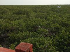 -北海金海湾红树林生态旅游区