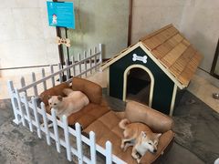 看家狗-上海崇明金茂凯悦酒店