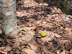 -中国科学院西双版纳热带植物园