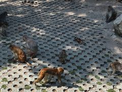 -西安秦岭野生动物园