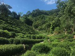 -十八棵（老龙井）御茶园(老龙井店)