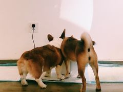 -浣熊柯尔鸭土拨鼠·电玩咖