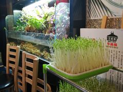 豆苗-牛品福潮汕牛肉火锅(旺庄店)