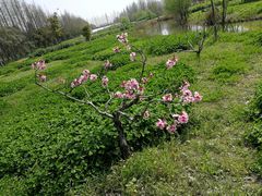 -前小桔亲子创意农场·草莓采摘·露营烧烤