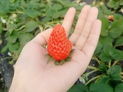 -恒绿农产品草莓采摘园