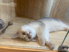 -山宅一喵德文卷毛猫舍