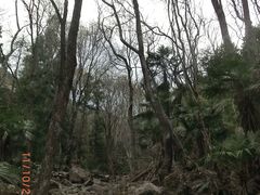 -天目山大树王景区