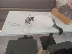 -喵园·猫主题咖啡厅·撸猫·猫咖(国贸店)