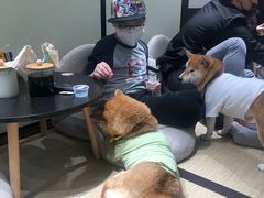 -逗柴咖啡屋·狗咖猫咖宠物桌游