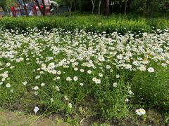 -昆山城市生态森林公园