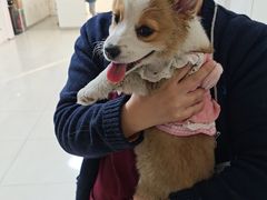 -美联众合动物医院·24h京西诊疗中心