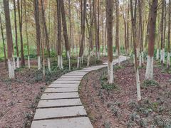 -桤木河湿地公园