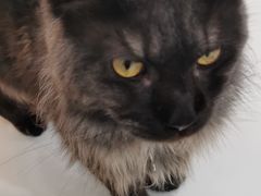 -糯米喵星人·撸猫猫舍咖啡馆(西市场嘉华店)