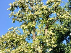 -油梨树AVOCADO TREE(望京店)
