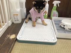 -逗柴咖啡屋·狗咖猫咖宠物桌游