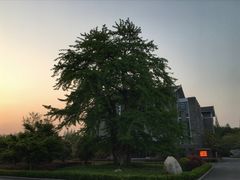 -泰州凤城河风景区-泰山公园