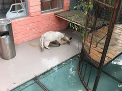 -喵屿·大理花园猫咖