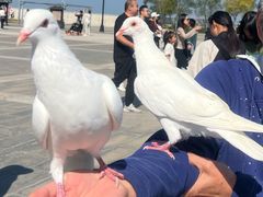 -天津妈祖文化园