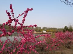 -东郊湿地公园