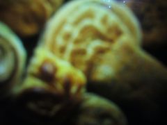 -队长面馆 La Pasteria del Capitano