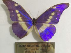 -上海昆虫博物馆