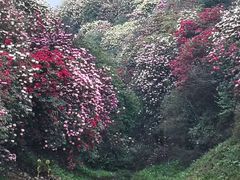 -贵州百里杜鹃风景名胜区