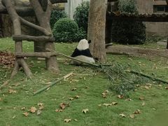 -成都动物园