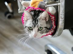 -伟伟宠物医院·CT影像中心·瑞派犬猫综合性门诊(汉口总院)