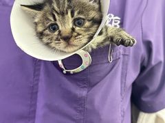 -萌兽医馆·宠物医院·猫骨科(创景店)