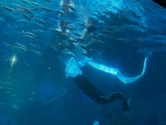 -海合安成都极地海洋公园