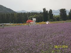 -北京东方普罗旺斯薰衣草庄园