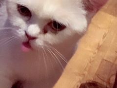 -吉丁鸟咖·异宠·寄养