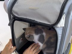 -小猫来了·猫咪专售(红山六九七九店)