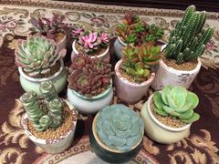 -双季花艺园艺市场(浦东店)