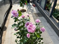 -苏州市皮市街花鸟工艺品市场