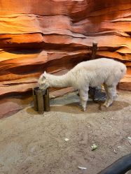 -酷嗒动物文化乐园(cutezoo西溪乐天城店)