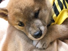 -逗柴咖啡屋·狗咖猫咖宠物桌游