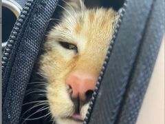 -美联众合动物医院(·中兽医·疑难杂症·严家桥分院)