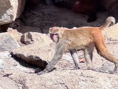 -青藏高原野生动物园
