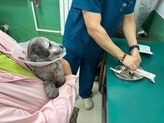 -利又安动物医院··老年病·猫科犬科·中兽医