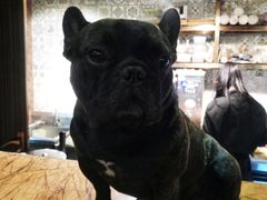 -more than meow吴止猫主题餐厅(承德 中船汇店)