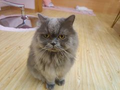 -Sweet cat·星愿猫咖(国贸大厦店)
