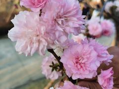 -天适樱花悠乐园